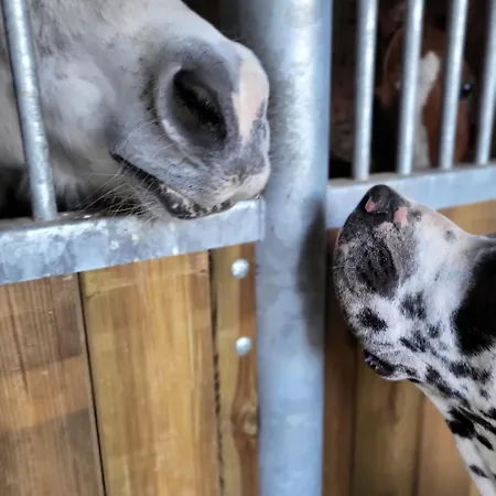 Lejlighed Loft Le Haras D'agathe Et Ses Princes *